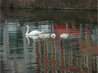 ハクチョウの親子