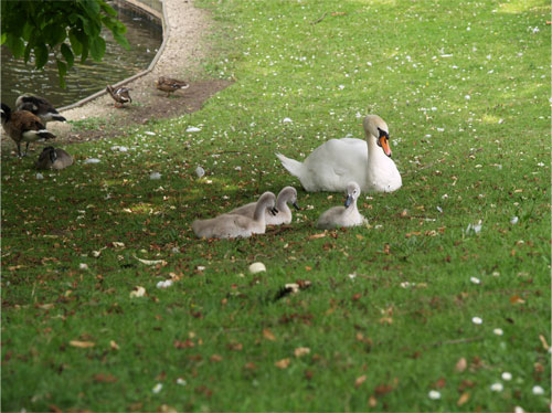 ハクチョウの親子
