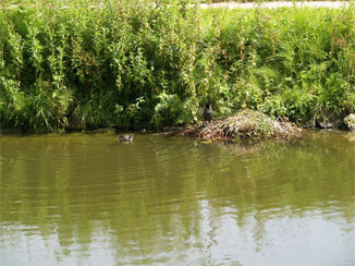 巣作り中のカモのカップル