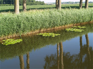 ダムセ・ファールトに浮かぶ水蓮