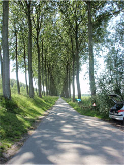 風車近くの並木