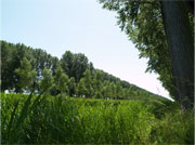 運河沿いの木立。ダムにて。