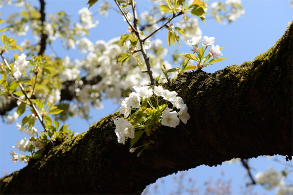 オオシマザクラ(大島桜)