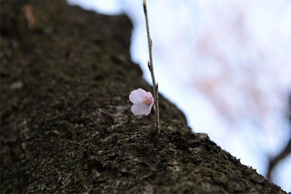 コヒガン(小彼岸)