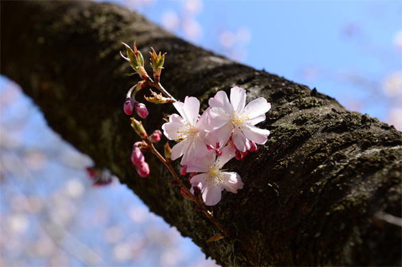 ジュウガツザクラ（十月桜）