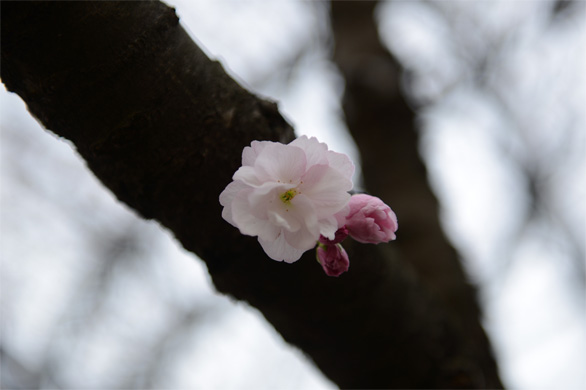 フクロクジュ(福禄寿)