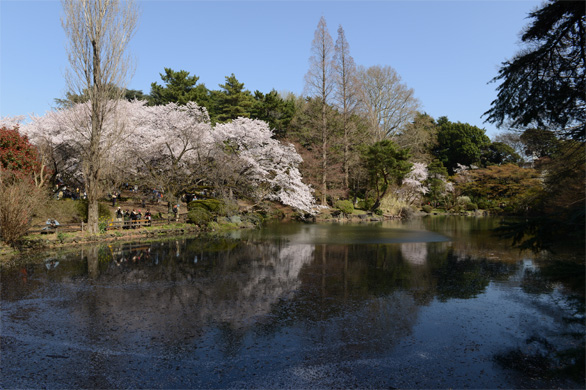 下の池