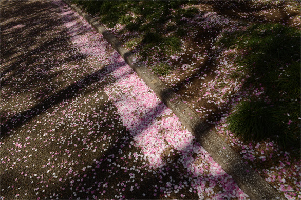 いろいろな桜の花びら