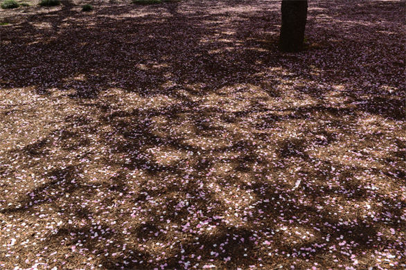 いろいろな桜の花びら