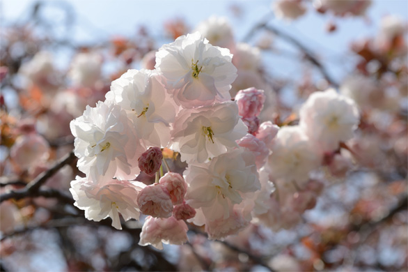 フゲンゾウ（普賢象）