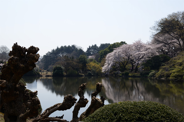桜の新宿御苑