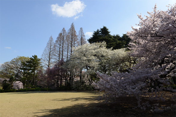 桜の新宿御苑