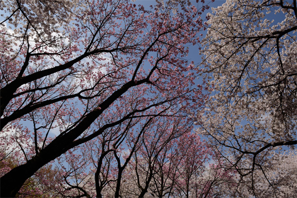 桜の新宿御苑