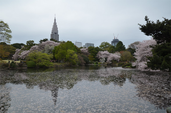 桜の新宿御苑