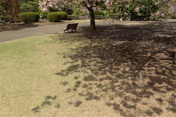 桜の新宿御苑