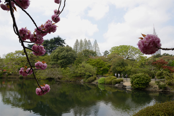 桜の新宿御苑