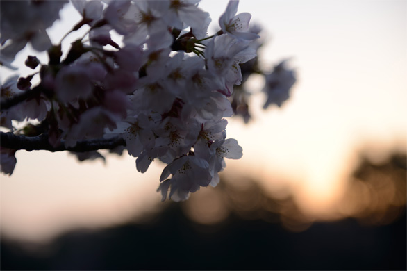 千鳥ヶ淵 3月30日