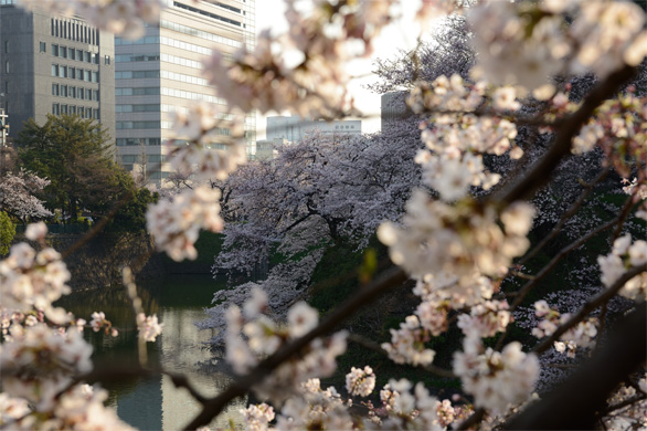 千鳥ヶ淵 3月30日