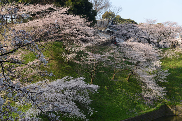 千鳥ヶ淵 3月30日