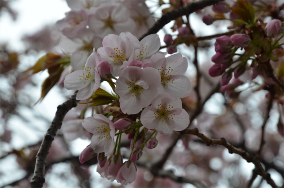 アラシヤマ（嵐山）