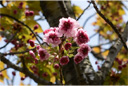 バイゴジジュズカケザクラ（梅護寺数珠掛桜）