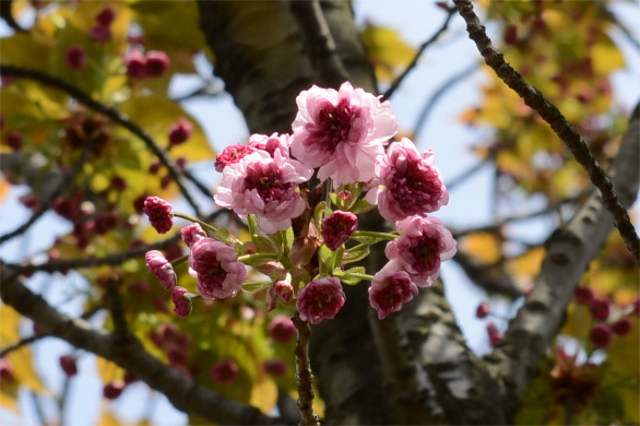 バイゴジジュズカケザクラ（梅護寺数珠掛桜）