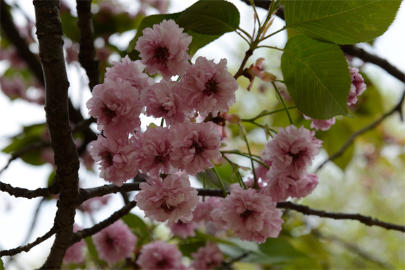 バイゴジジュズカケザクラ（梅護寺数珠掛桜）