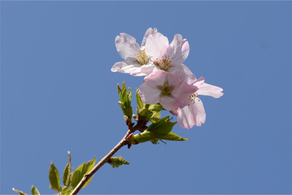 ベニヅルザクラ（紅鶴桜）