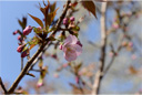 チョウシュウヒザクラ（長州緋桜）