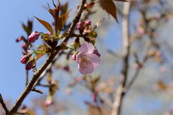 チョウシュウヒザクラ（長州緋桜）