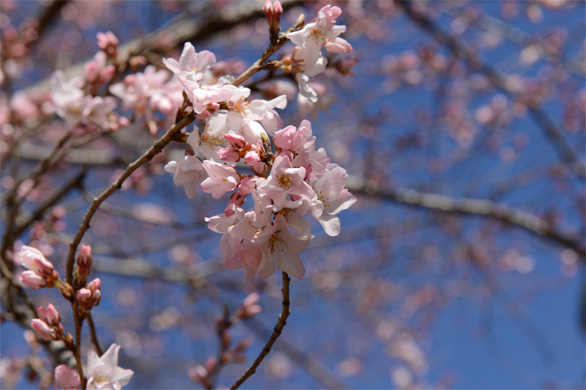 エドヒガン（江戸彼岸）