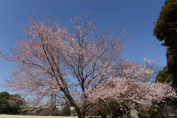 エドヒガン（江戸彼岸）