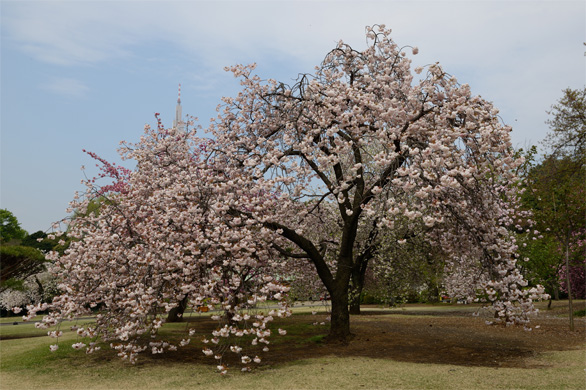 フゲンゾウ（普賢象）