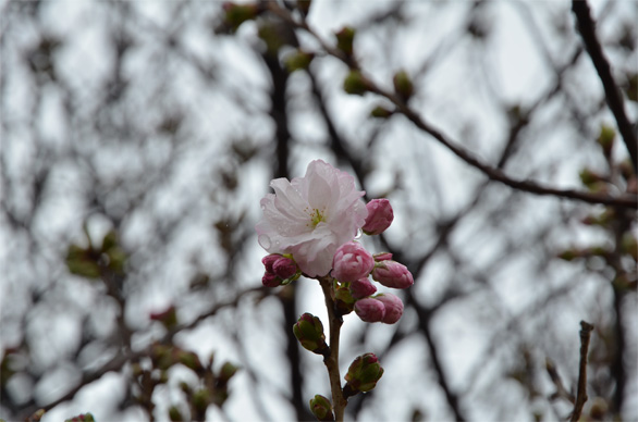 フクロクジュ（福禄寿）