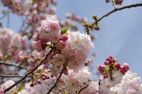 フクロクジュ（福禄寿）