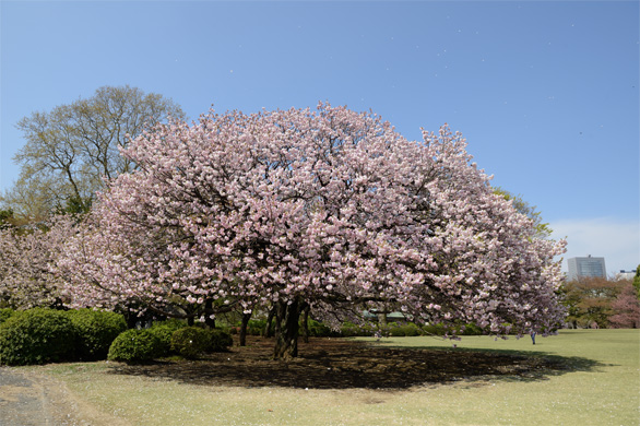 フクロクジュ（福禄寿）