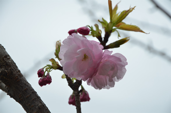 ゴショザクラ（五所桜）