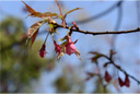 ヒマラヤヒザクラ（ヒマラヤ緋桜）