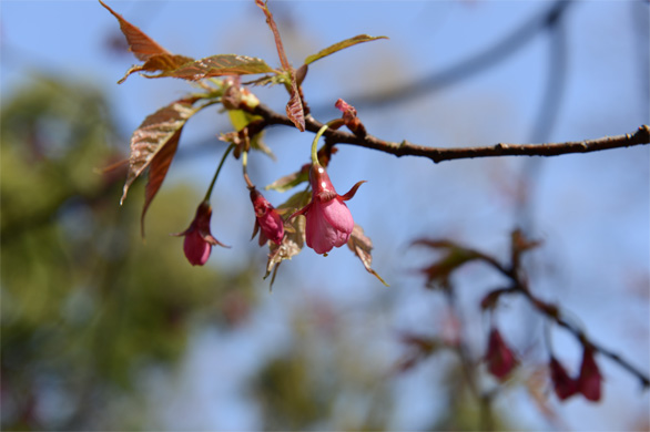 ヒマラヤヒザクラ（ヒマラヤ緋桜）