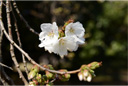 花に出会った日 〜 65種類の桜