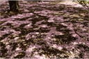 アトザクラ（後桜）