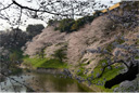 千鳥ヶ淵 3月30日