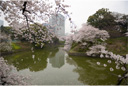 千鳥ヶ淵 4月1日