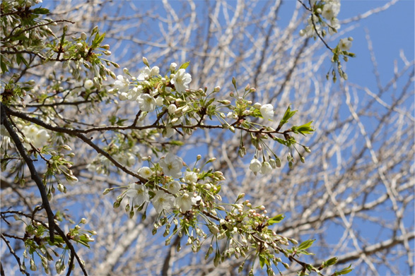 イズヨシノ（伊豆吉野）