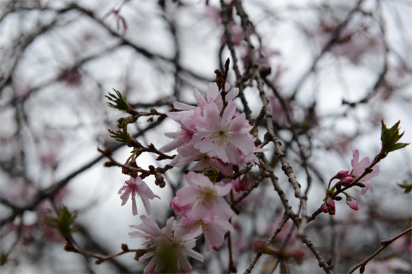 ジュウガツザクラ（十月桜）