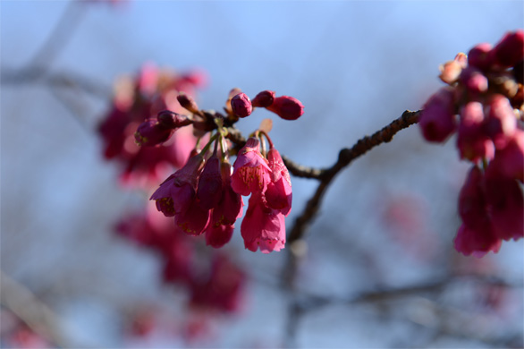 カンヒザクラ（寒緋桜）