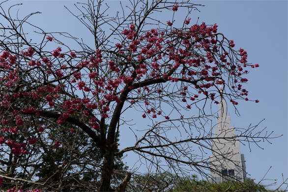 カンヒザクラ（寒緋桜）