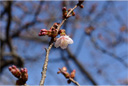 カンザクラ（寒桜）