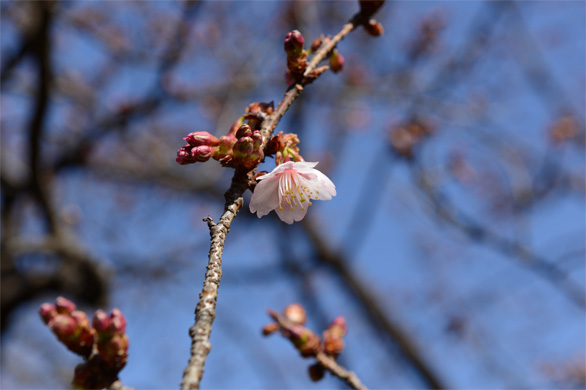 カンザクラ（寒桜）