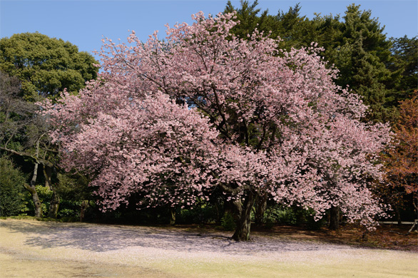 カンザクラ（寒桜）